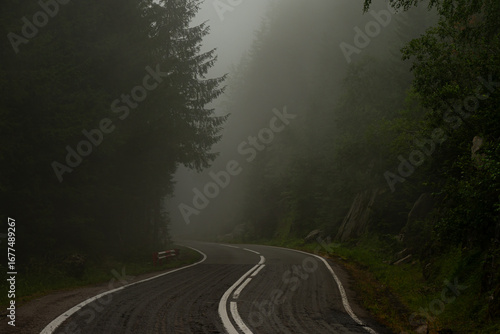 Foggy Forest Road. Fog road in forest at morning.