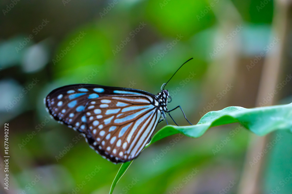 Fototapeta premium Blue tiger butterfly resting on green leaf
