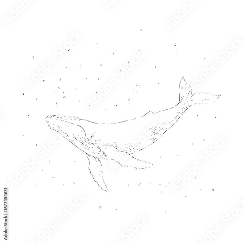Whale illustration drawing sketch vector art design humpback whale ocean animal sea life marine mammal wildlife 100