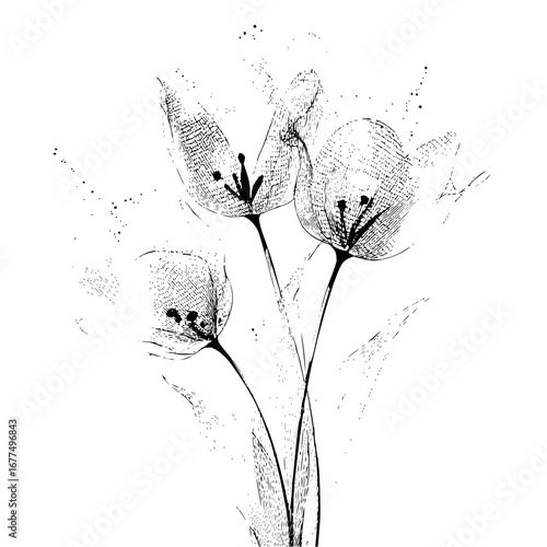 Elegant black and white tulip flower line art drawing for botanical illustration and floral design projects