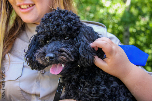 Curly black dog, handsome Miniature Poodle, sits on the hands of the owner, macro, pink tongue, children's hands stroke, touch the fur, portrait, young, well-groomed, walk, rest, pet, friend, close-up