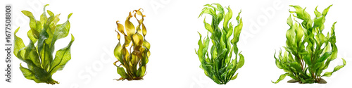 Colorful aquatic plants collection realistic seaweed on transparent background