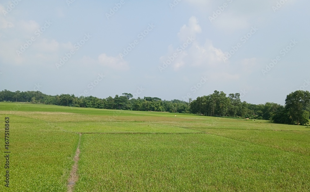 Fototapeta premium landscape with green grass and blue sky