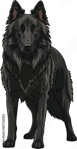 Belgian Sheepdog standing alert guarding stance front view