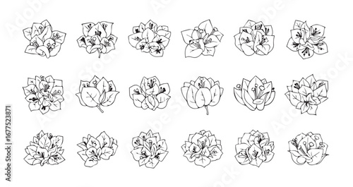 Bougainvillea line art icon bundle illustration