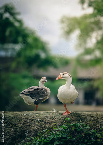 Group of domestic geese near pond in natural green village environment, farm animals, rural lifestyle, organic farming, countryside wildlife background. Duck in village background with green nature.