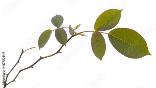 Wallpaper Mural A rose branch with thorns and young leaves on a transparent background. background removed Torontodigital.ca