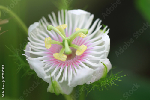 Close-up of a Passionflower Blossom Revealing Intricate Floral Details