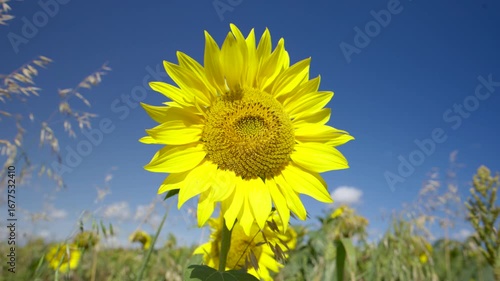 Sunflower giant flower field