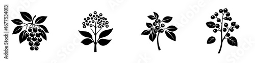 Minimalist black-and-white vector illustration of various berry plants with simple silhouettes in a contemporary style