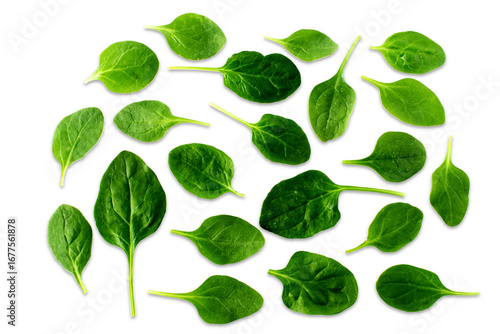  fresh green spinach leaves vegetable, cutout in transparent background, png format