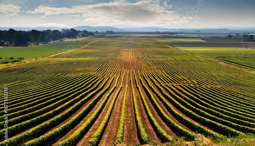 the scene presents a large field filled with numerous plants arranged in long straight rows that recede into the distance