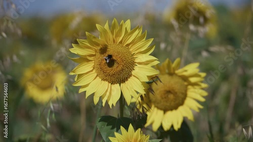 bumble bee on giant sunflower