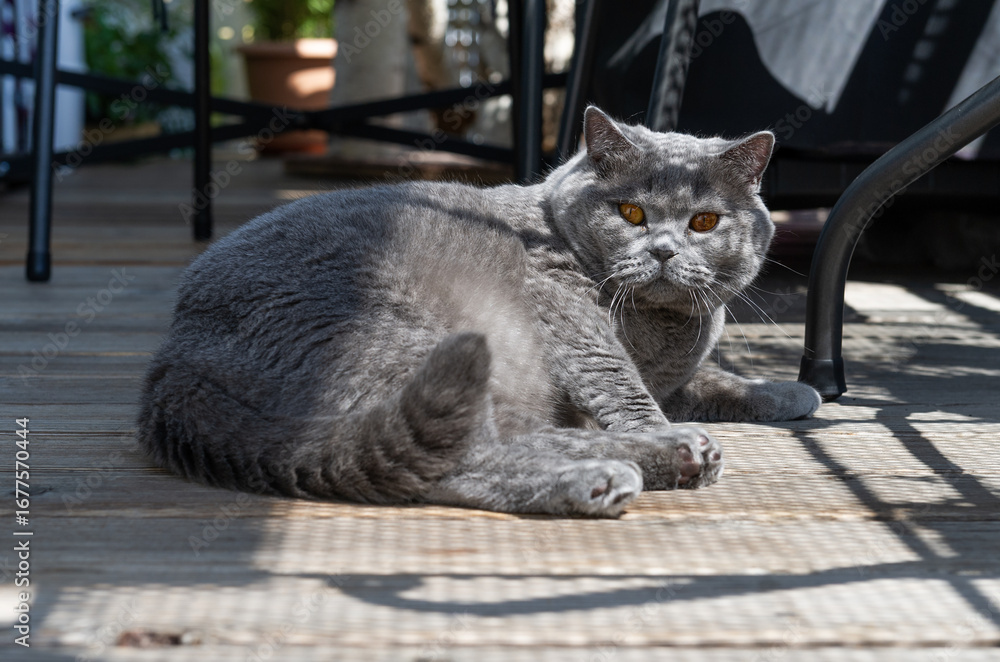 Obraz premium Britisch Kurzhaar Kater liegt auf dem Balkon