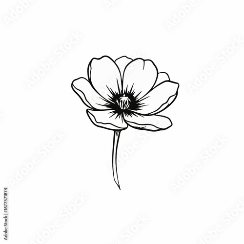 Elegant outlined poppy illustration with transparent background for captivating floral designs and creative projects, bringing a touch of nature and simplicity