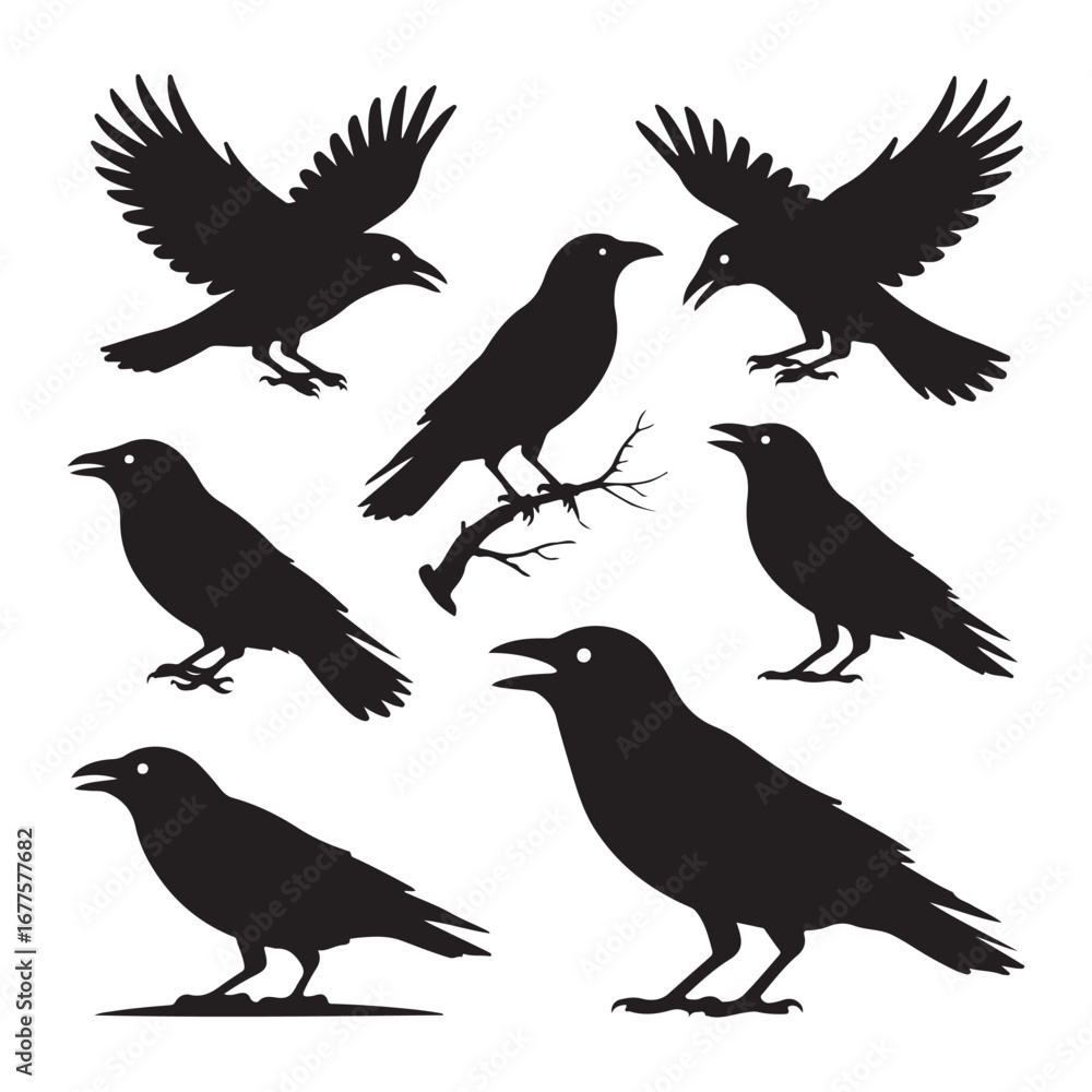 Obraz premium Six black crow silhouettes in various poses on white background raven bird