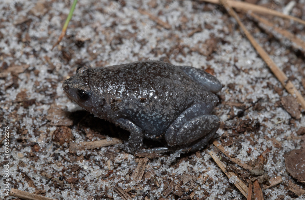 Obraz premium Eastern Narrow-Mouth Toad, Gastrophryne carolinensis, active at night on the sandy soil near the Atlantic coast of South Carolina.