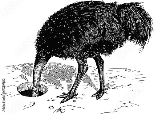 An ostrich hide his head into the sand dune with Australian desert at background. Monochrome illustration of a phrase: "Do not bury your head in the sand".
