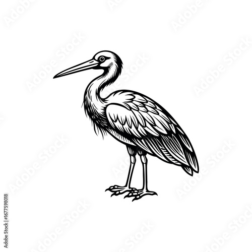 Elegant heron illustration with detailed feathers and sharp contrasts in black and white Silhouette Vector 