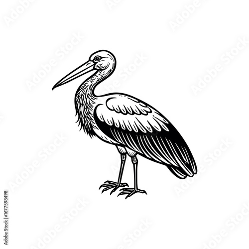 Detailed black and white drawing of a standing stork with long beak Silhouette Vector 