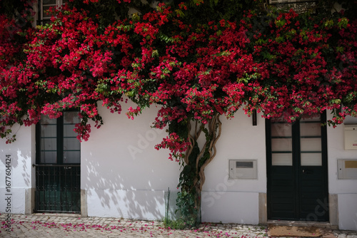 Front door of vine covered house in Portugal