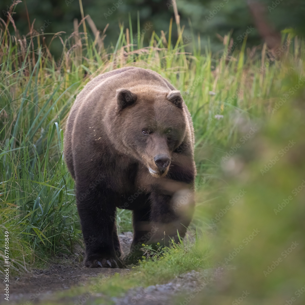 Fototapeta premium Large sow bear walking down a path