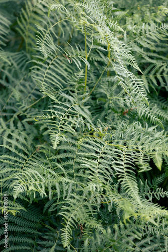 Green fern plants - vertical photo background