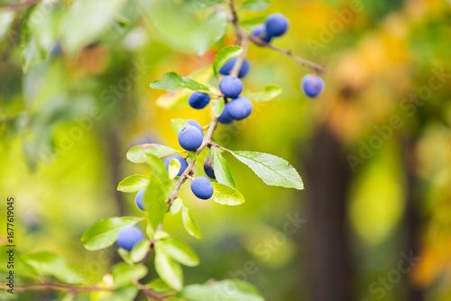 Blackthorn - Prunus spinosa, sloe - flowering plant on blurred bokeh autumn background