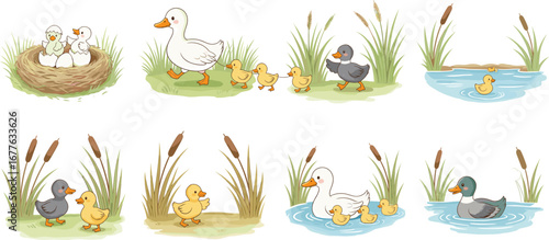 Cartoon duck family story with outsider duckling growing into beautiful swan, emotional transformation, acceptance, childhood tale, vector illustration