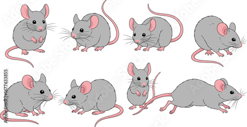 Cartoon gray mice in various poses, cute rodent vector set for children’s books, biology education, animal behavior illustrations