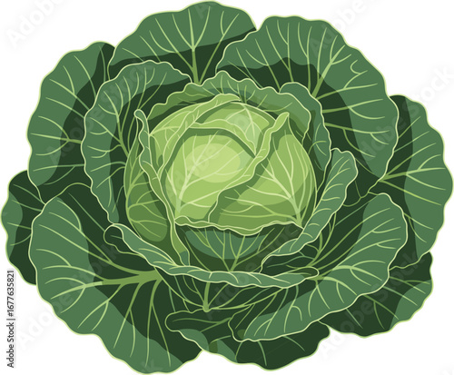 Realistic Green Cabbage Vector with Layered Leaves, Botanical Detail, Vegetable Clipart for Culinary, Educational, and Organic Food Design Use