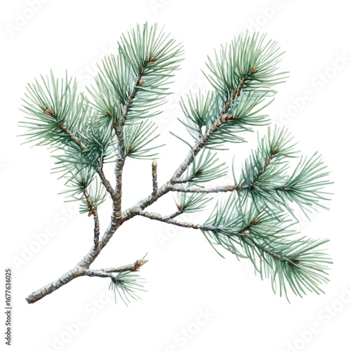 watercolor vector of Winter Pine Branch, isolated on a white background.