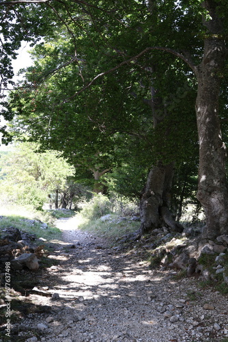 path in the forest