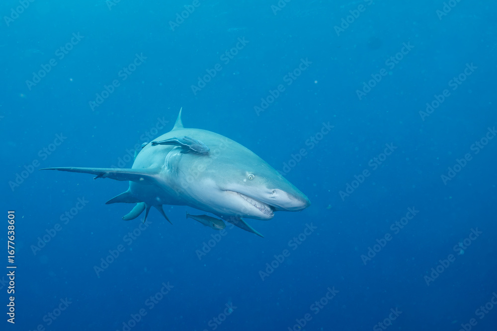 Fototapeta premium Lemon shark swimming in blue ocean