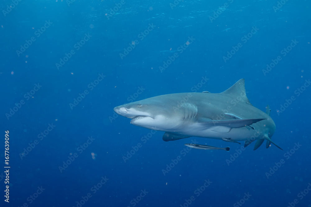 Fototapeta premium Lemon shark swimming in blue ocean