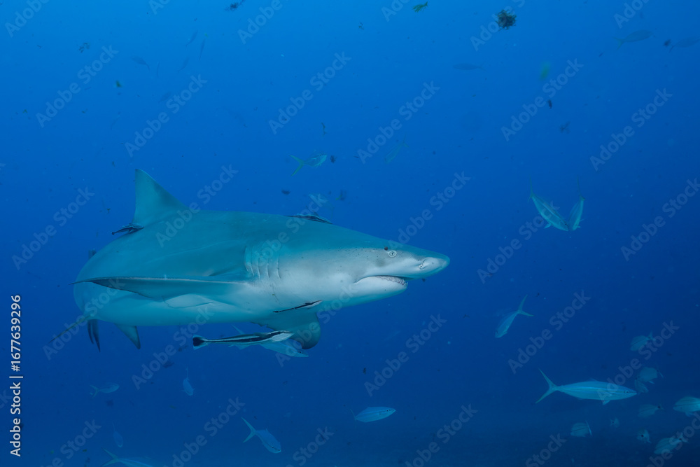 Naklejka premium Lemon shark swimming with school of fish