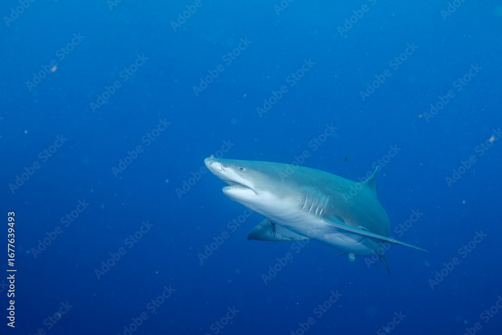 Fototapeta premium Lemon shark swimming in blue ocean