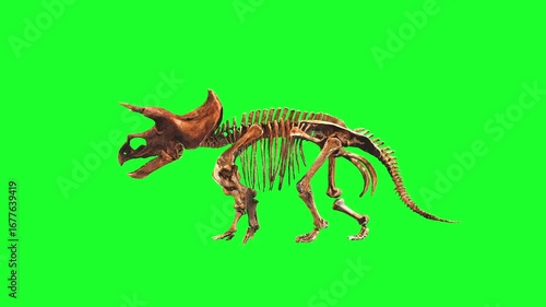 Triceratops skeleton Animation Green Screen Video