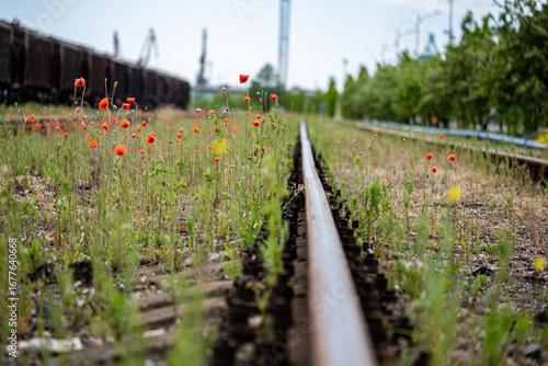 Colorful flowers blooming alongside railway tracks, vibrant poppies and greenery creating a striking contrast in an industrial landscape with natural beauty