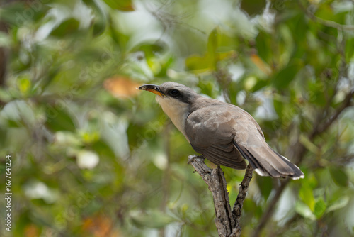 Wallpaper Mural Mangrove cuckoo on a perch Torontodigital.ca