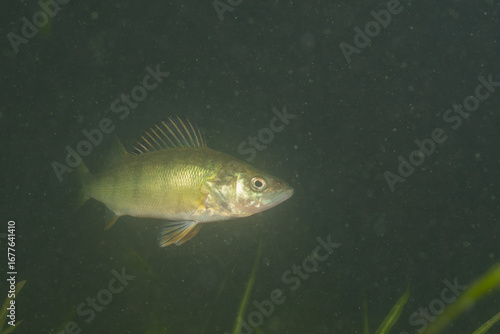 Φωτογραφία Yellow perch in murky lake