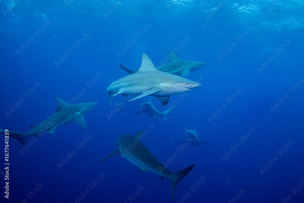 Naklejka premium Group of silky sharks in blue ocean