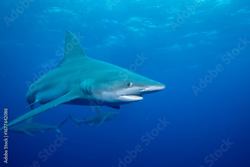 Closeup of silky shark in the ocean