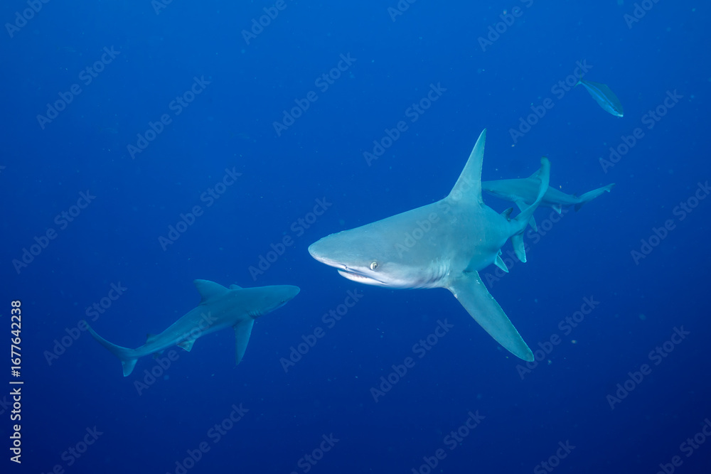 Fototapeta premium Three silky sharks in the ocean
