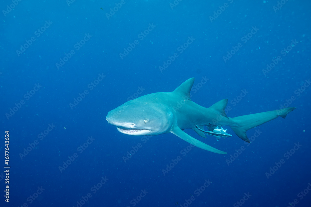 Naklejka premium Lemon shark swimming in blue ocean