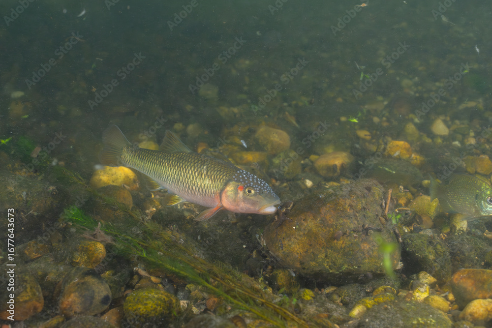 Naklejka premium Horny head chub in a rocky creek