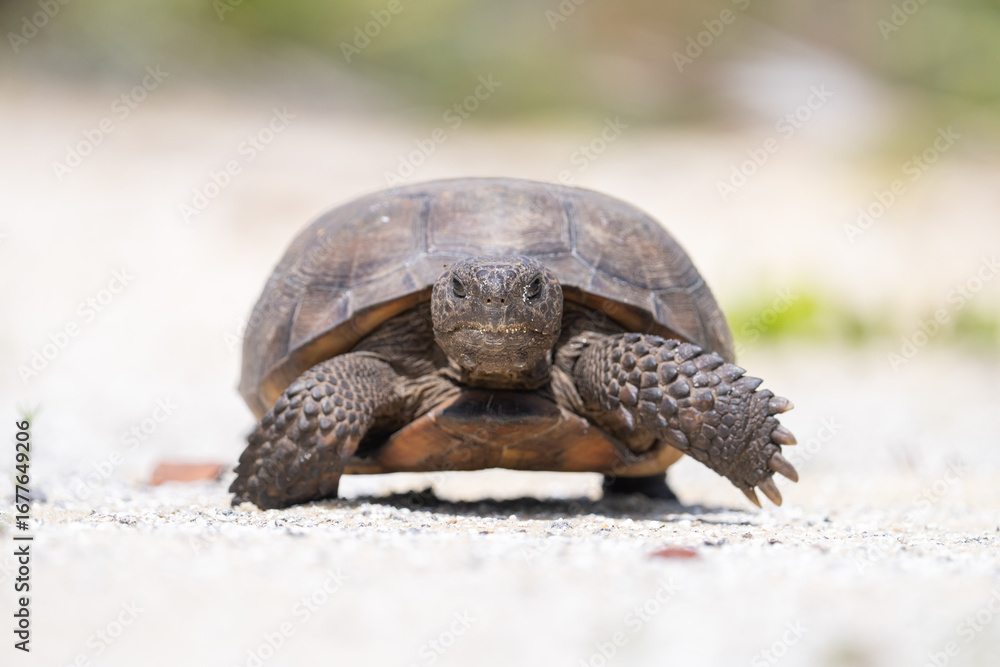 Obraz premium Gopher tortise walking forward