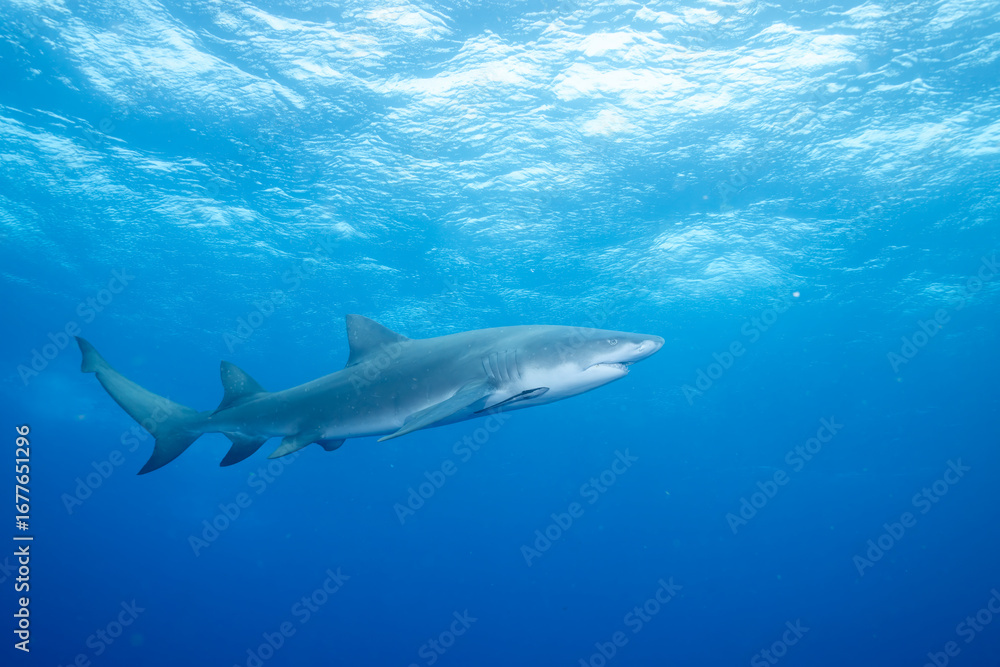 Obraz premium Lemon shark swimming at the ocean surface