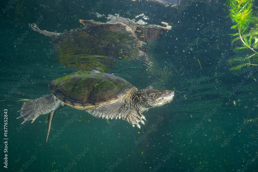 Obraz premium Common snapping turtle underwater in a lake