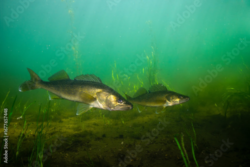 Two walleye at the bottom of a lake